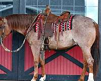 performance-quarter-horse