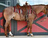 ranch-quarter-horse
