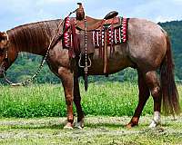 ranch-versatility-quarter-horse