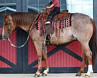 ranch-work-quarter-horse