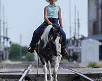 athletic-quarter-horse