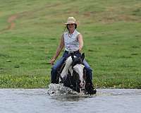 flashy-quarter-horse