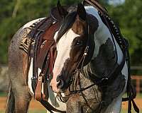 husband-safe-quarter-horse