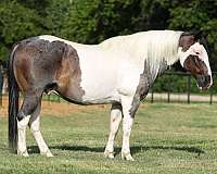 ranch-quarter-horse