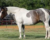 ranch-versatility-quarter-horse