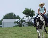 show-quarter-horse