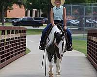 trail-quarter-horse