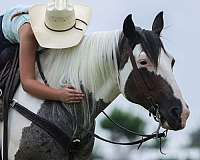 trail-riding-quarter-horse
