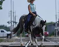 western-riding-quarter-horse
