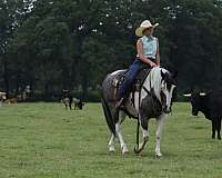 working-cattle-quarter-horse