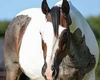 ranch-work-quarter-horse