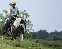 pinto-quarter-horse-gelding
