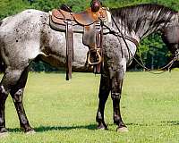 athletic-quarter-horse
