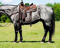 flashy-quarter-horse