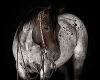 ranch-versatility-quarter-horse