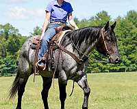 husband-safe-quarter-horse