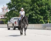 ranch-quarter-horse