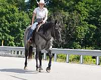 ranch-work-quarter-horse