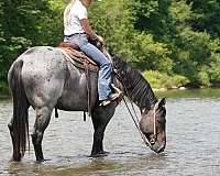 roping-quarter-horse