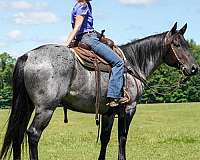 show-quarter-horse