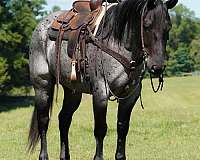 trail-quarter-horse