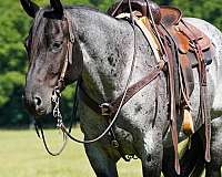 western-riding-quarter-horse