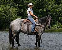 working-cattle-quarter-horse