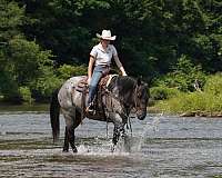 youth-quarter-horse