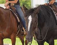 athletic-gypsy-vanner-horse