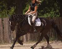 dressage-gypsy-vanner-horse