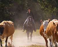 flashy-gypsy-vanner-horse