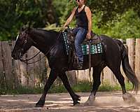 husband-safe-gypsy-vanner-horse