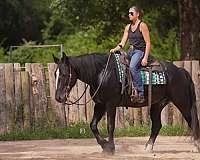 jumping-gypsy-vanner-horse