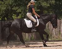 ranch-gypsy-vanner-horse