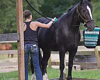 ranch-work-gypsy-vanner-horse