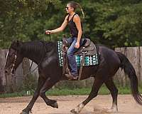 ridden-western-gypsy-vanner-horse