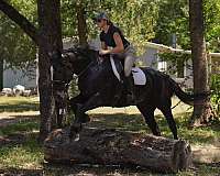 ridden-english-gypsy-vanner-horse