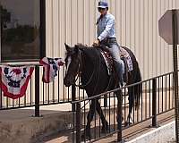 show-gypsy-vanner-horse