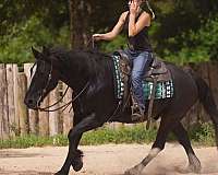 trail-gypsy-vanner-horse