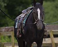 trail-riding-gypsy-vanner-horse