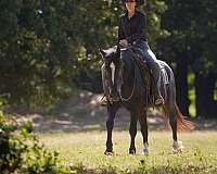 western-dressage-gypsy-vanner-horse