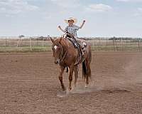athletic-quarter-horse
