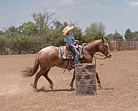 calf-roping-quarter-horse