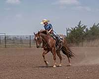 flashy-quarter-horse