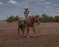 kid-safe-quarter-horse