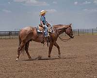 performance-quarter-horse