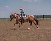ranch-quarter-horse