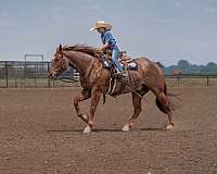 ranch-versatility-quarter-horse