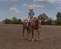 ranch-work-quarter-horse