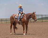 roping-quarter-horse